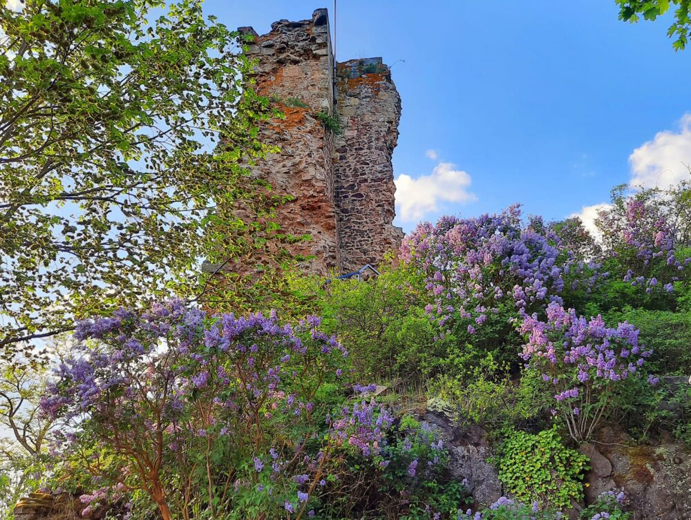 Förderverein zur Unterhaltung der Moschellandsburg der Stadt Obermoschel e.V. 
